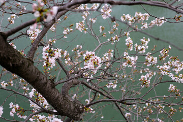 Cherry blossoms in full bloom, water surface background