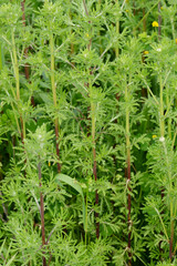 Färberkamille,  Färber-Hundskamille,  Anthemis tinctoria,  Syn. Cota tinctoria