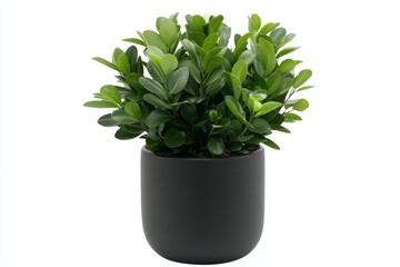 Obraz premium Plant with green leaves in a black pot