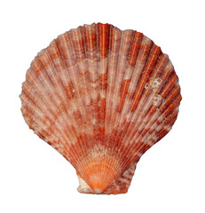red sea shell isolated