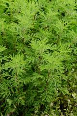 Färberkamille,  Färber-Hundskamille,  Anthemis tinctoria,  Syn. Cota tinctoria