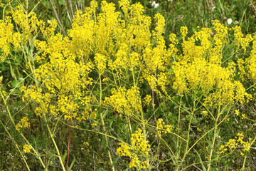 Färberwaid, Isatis tinctoria