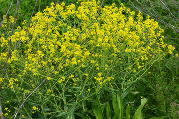 Färberwaid, Isatis tinctoria