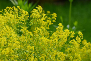 Färberwaid, Isatis tinctoria