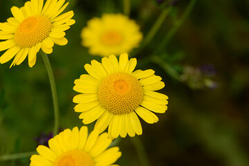 Färberkamille,  Färber-Hundskamille,  Anthemis tinctoria,  Syn. Cota tinctoria