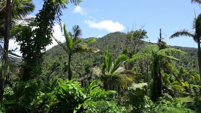 The scenic green mountains in El Yunque National Forest on the island of Puerto Rico, on a sunny day