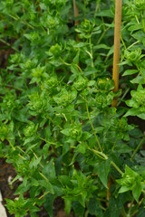 Färberdistel, Carthamus tinctorius L.