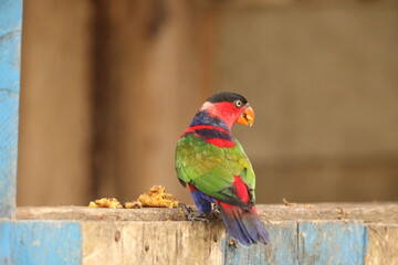 Black-capped lory (Lorius lory salvadorii) also known as western black-capped lory or the...