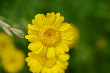 Färberkamille,  Färber-Hundskamille,  Anthemis tinctoria,  Syn. Cota tinctoria