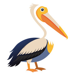 Pelican isolated on white background