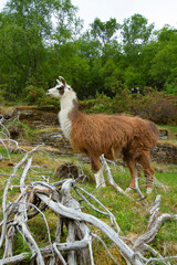 Obraz premium llama in the mountains.