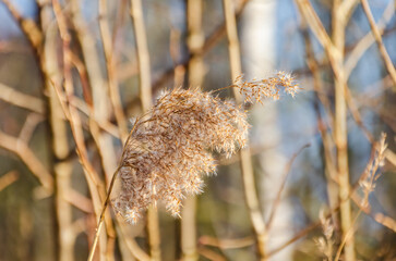 Soft golden reed sways gently in spring breeze near quiet forest background. Close-up of dry reed bending in sunlight, warm light, peaceful early spring woodland mood,calming nature detail.