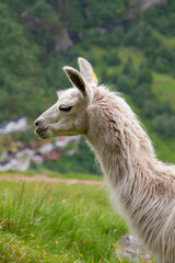 llama in the mountains.