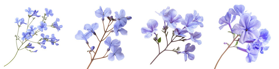 Obraz premium Set of a purple jacaranda flower, isolated on a transparent background.