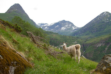 Naklejka premium llama in the mountains.