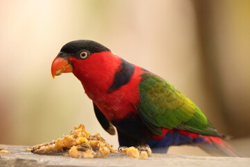 Black-capped lory (Lorius lory salvadorii) also known as western black-capped lory or the...