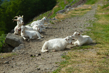 white goats in the mountains.