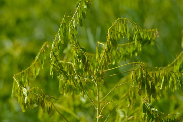 Färberwaid, Isatis tinctoria