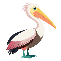 Pelican isolated on white background