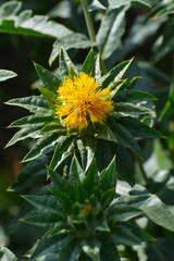 Färberdistel, Carthamus tinctorius L.