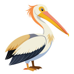 Pelican isolated on white background