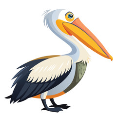 Pelican isolated on white background