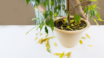 care for indoor ficus tree with falling leaves
