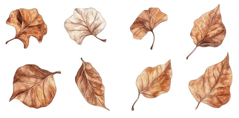 intricately illustrated dried leaves in various shapes and orientations showcasing their natural textures and colors