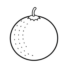 quandong fruit line art vector illustration