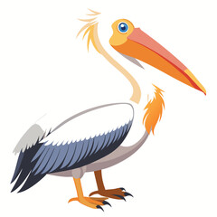 Pelican isolated on white background