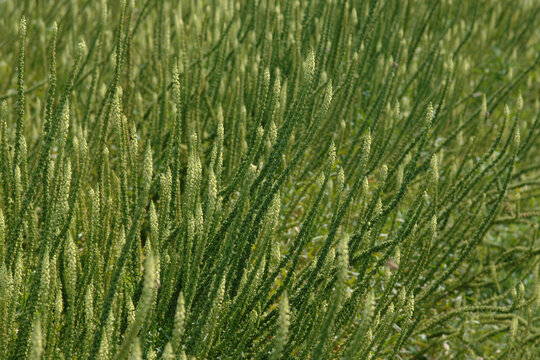 F&auml;rberresede,  Reseda luteola