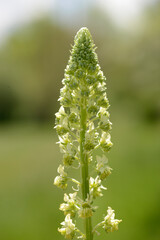 Färberresede,  Reseda luteola