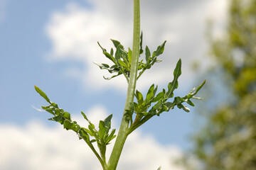 Färberresede,  Reseda luteola