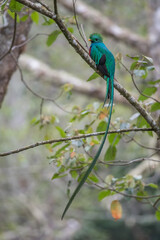 Resplendent Quetzal, Pharomachrus mocinno, from Savegre in Costa Rica with blurred green forest in background. Magnificent sacred green and red bird