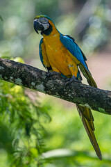 Portrait of sitting yellow breast Ara. (Ara ararauna).