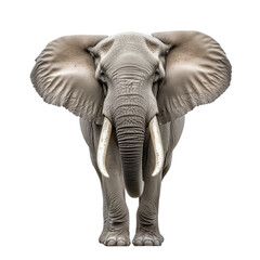 Obraz premium a majestic elephant with large tusks, isolated on white background, ideal for educational and design use.
