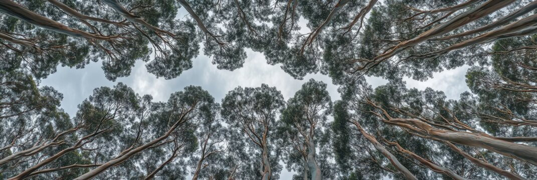 Canopy of tall trees