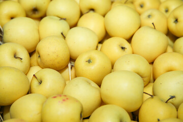 ripe, yellow apples of the Golden variety