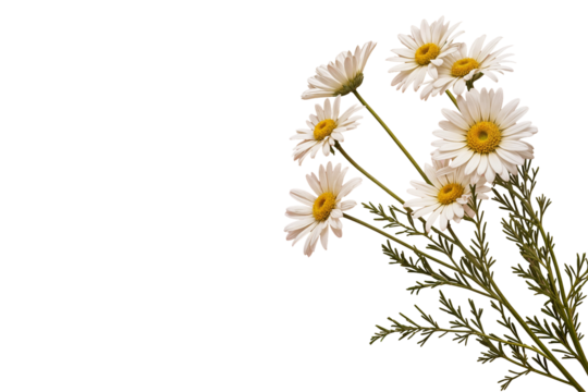 minimal styled concept white daisy chamomile flowers on pale png transparent background creative lifestyle summer spring text copy space flat lay top view