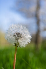 Pissenlit blanc prêt à l’envol – macro nature