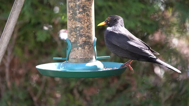 blackbird at the feed silo