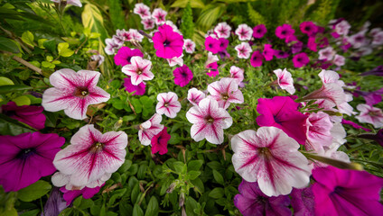 Vibrant Summer Garden: Colorful Petunias in Full Bloom
