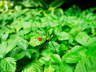 Single Bright Red Raspberry Among Green Leaves