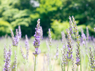 Elegant lavender in sunlight, forest garden in summer