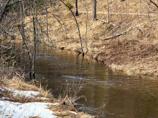 A swollen stream in the woods in early spring