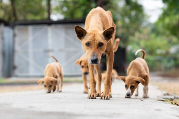 Indian street dogs