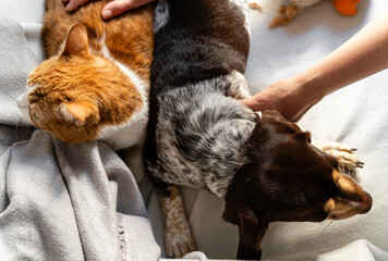 A cozy scene of a dog and cat relaxing together at home. Snuggled on a chair with soft blankets,...