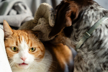 A cozy scene of a dog and cat relaxing together at home. Snuggled on a chair with soft blankets, they play and pose side by side, capturing warmth, friendship, and family vibes