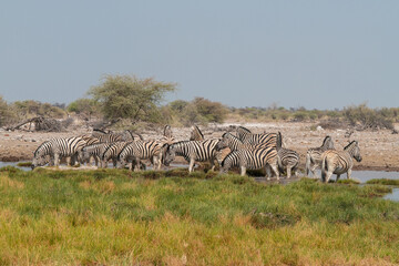 Fototapeta premium Steppenzebra in der Wildnis von Namibia an einer Wasserstelle in Etosha