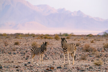 Bergzebra in der Namibwüste von Namibia